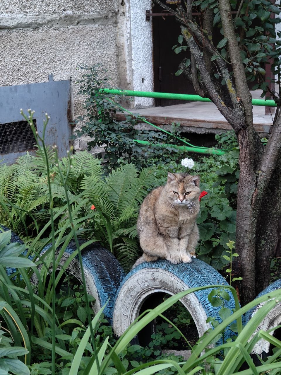 Уличные коты
