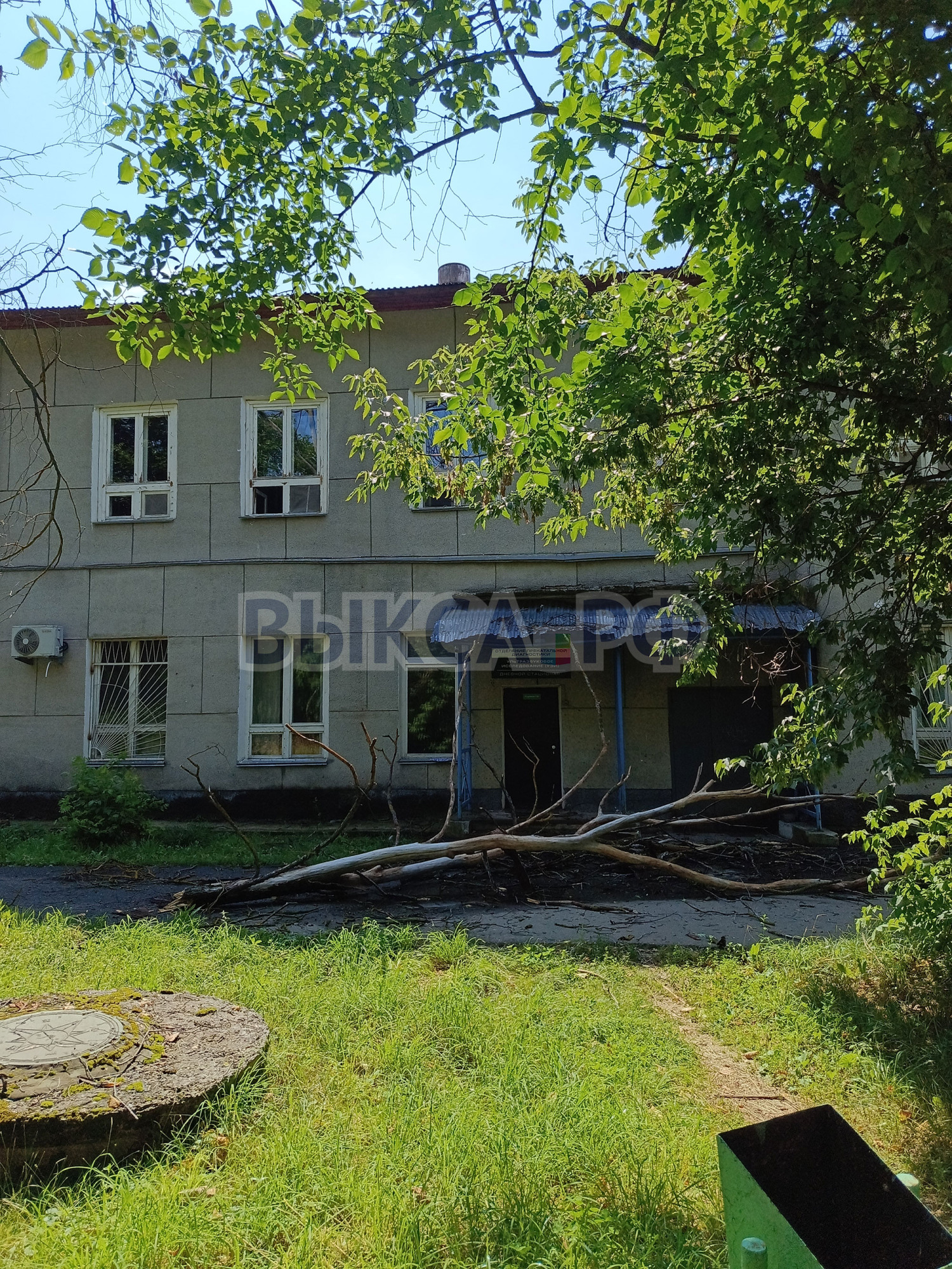 Упавшее дерево у родильного дома