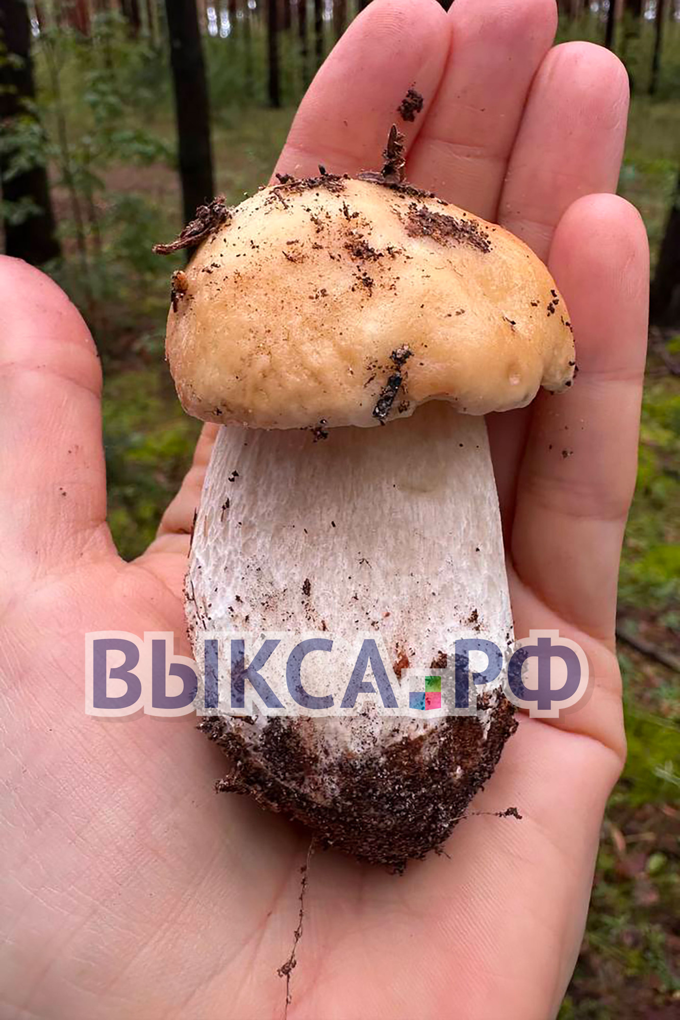 Грибная пора