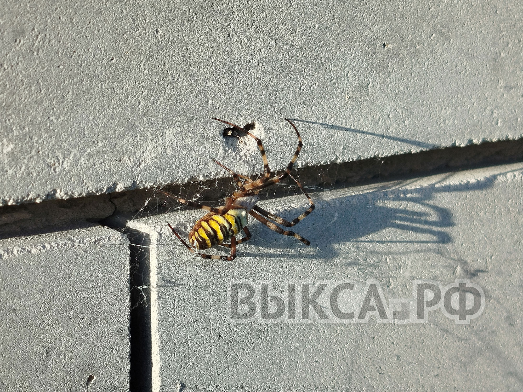 В Мотмосе заметили редкого паука-осу