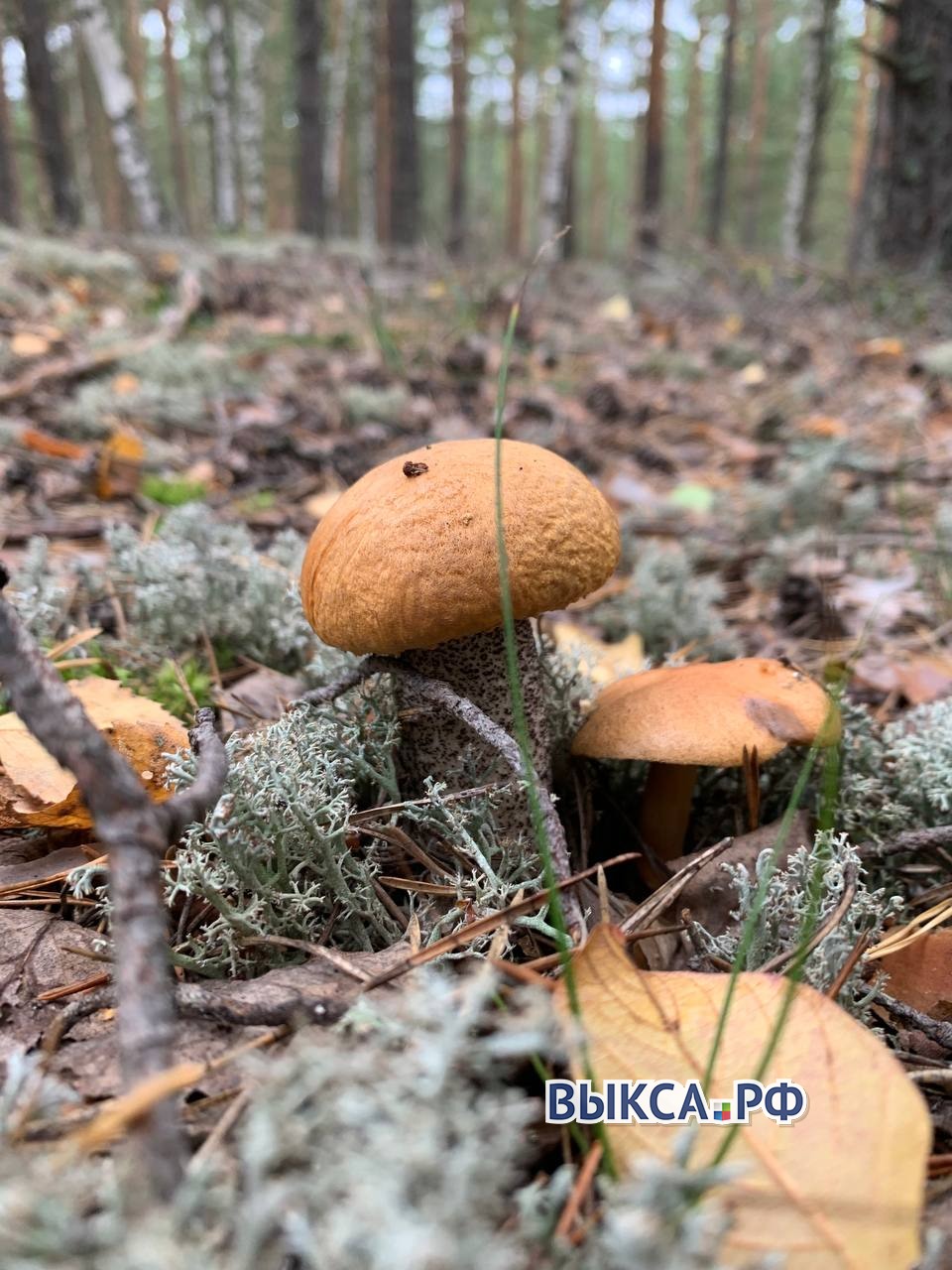 Грибное ассорти