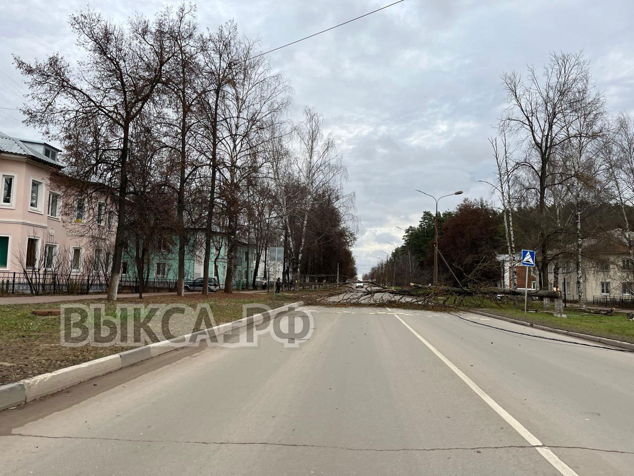 На улице Островского упало дерево