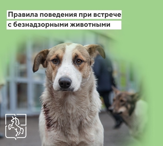 В Выксе с начала года отловили 122 бездомные собаки