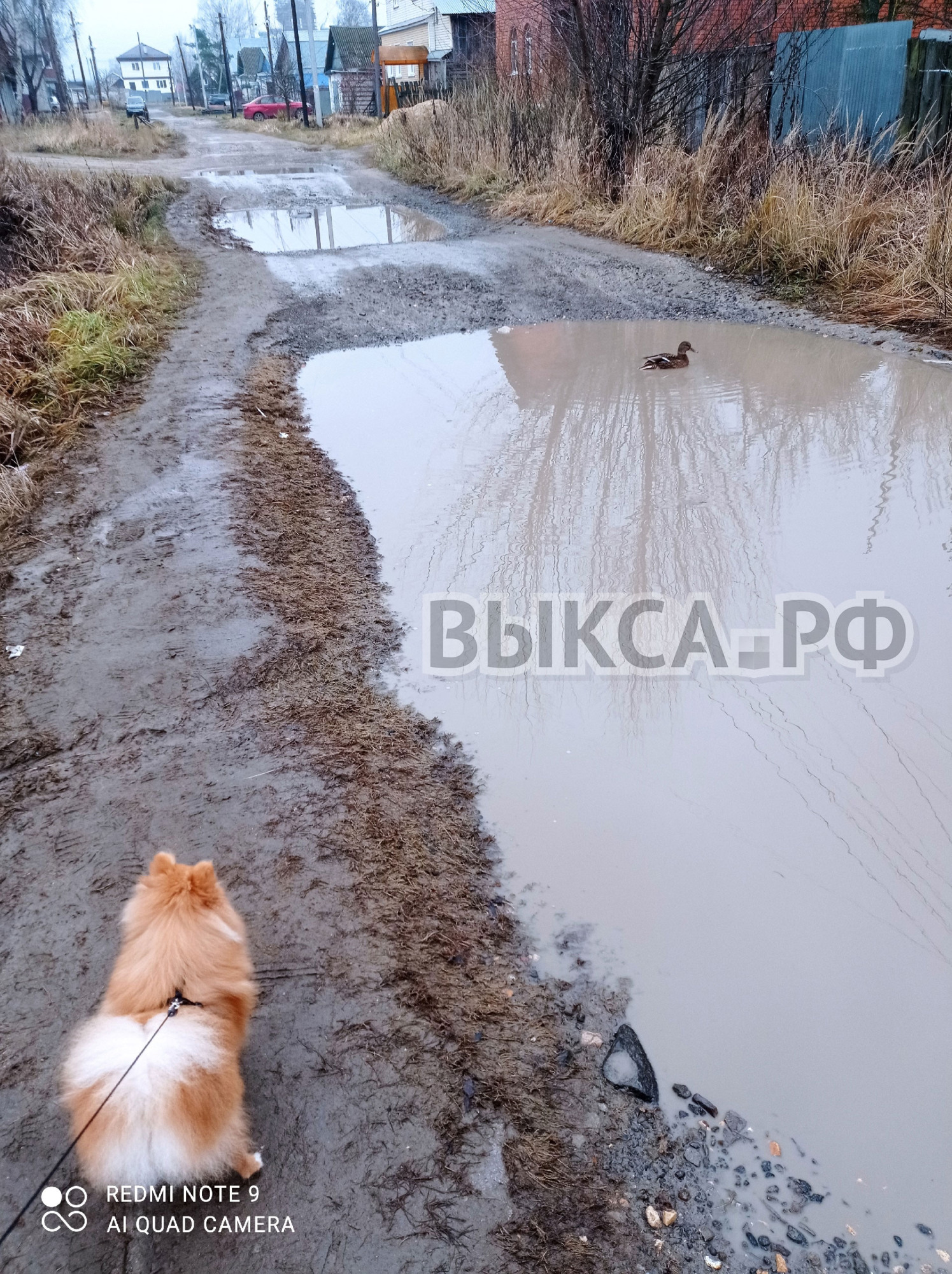 Утка в луже или городская идиллия по-выксунски