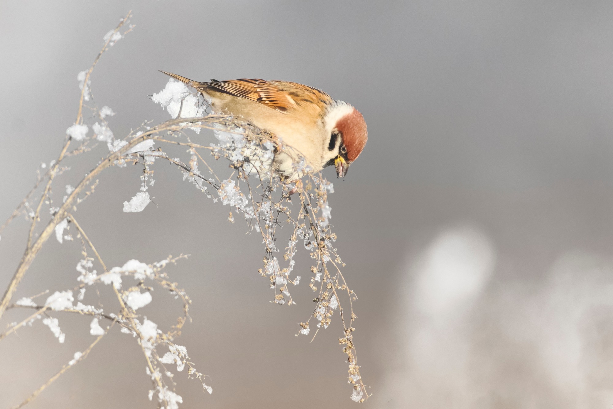 C первым днем зимы! ❄