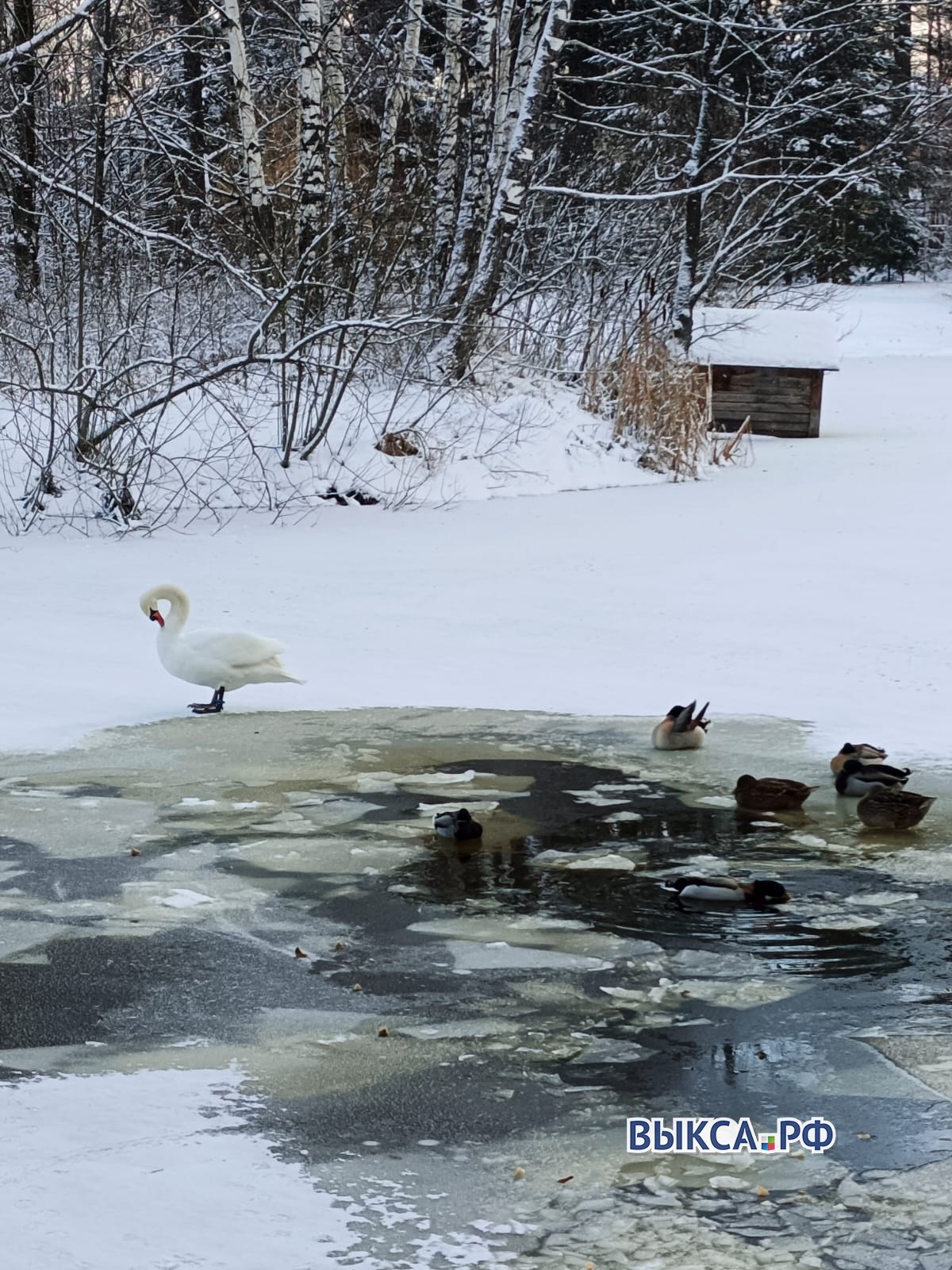 Руслан и Любава отправились на зимовку