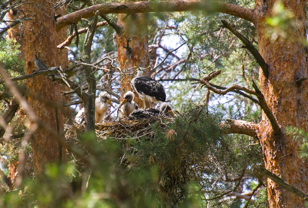 От выксунских лесов до областной Красной книги: история возвращения черного аиста
