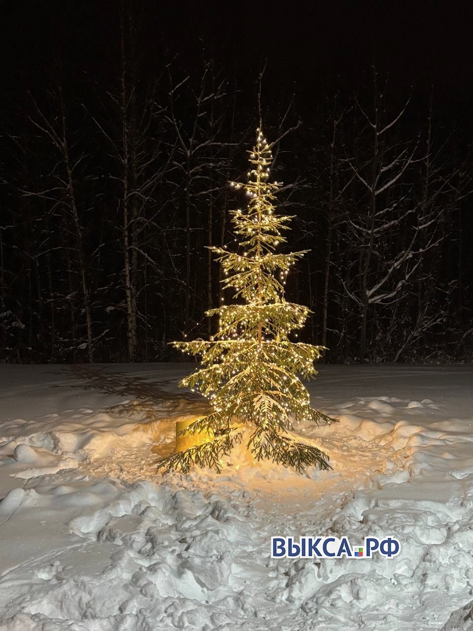 После праздников ёлке можно дать вторую жизнь