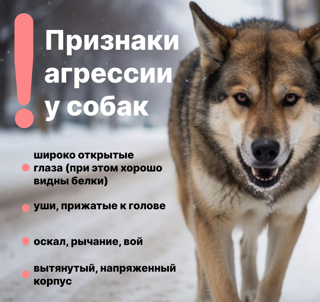 В 2025 году на улицах Выксы специалисты отловили 157 бездомных собак