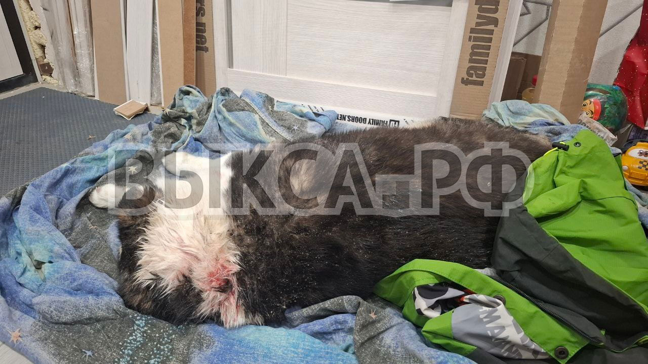 В Выксе жестоко убили двух бездомных собак: очевидцы сообщают о зверском обращении