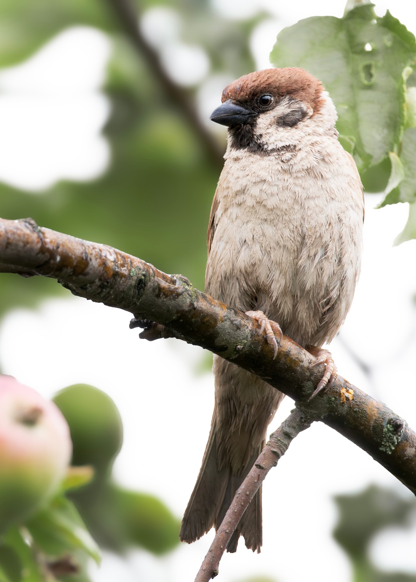🐦  Всероссийская перепись воробьёв