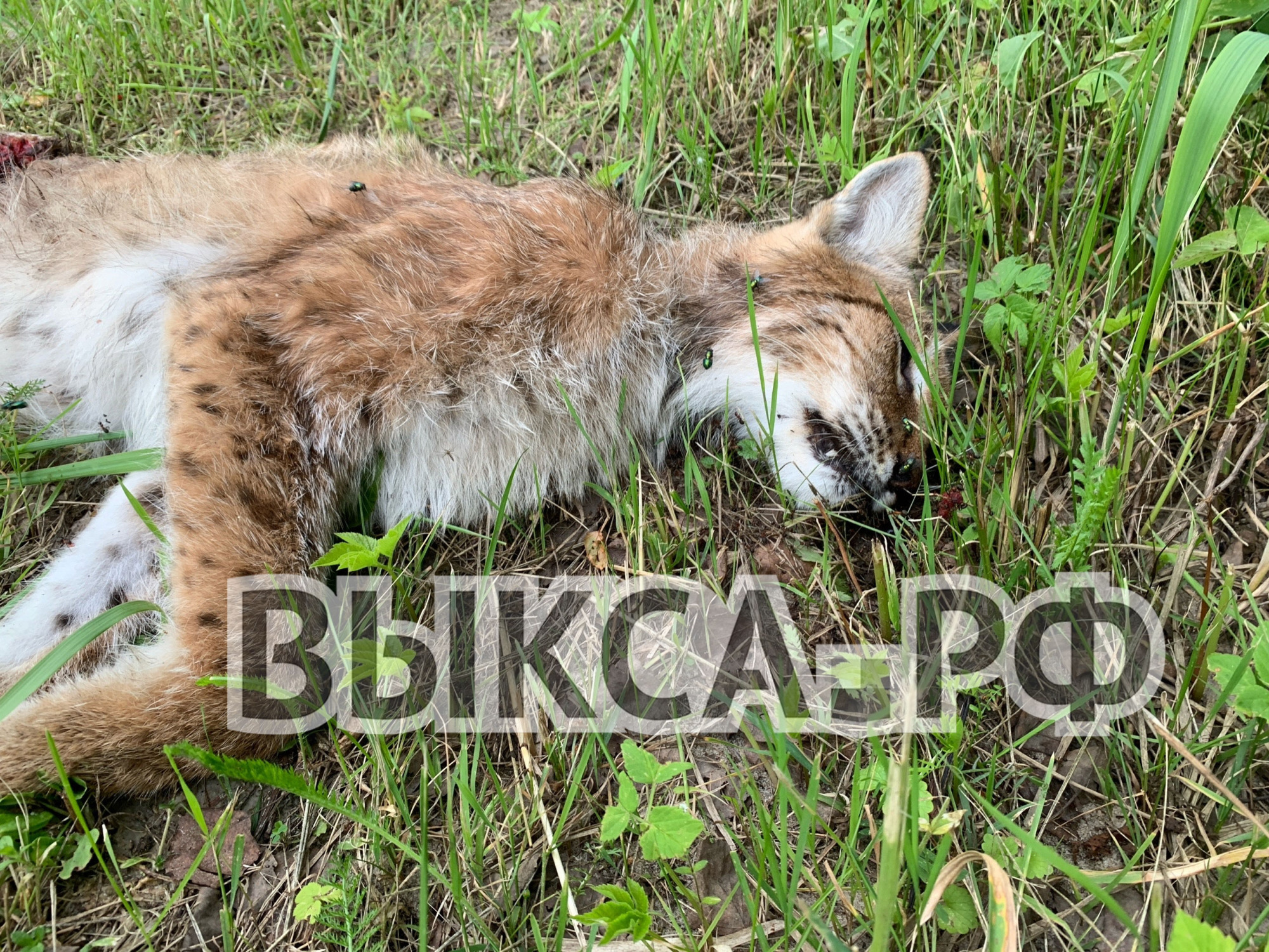 🐾 Редкий хищник: на обочине трассы под Выксой обнаружили погибшую рысь