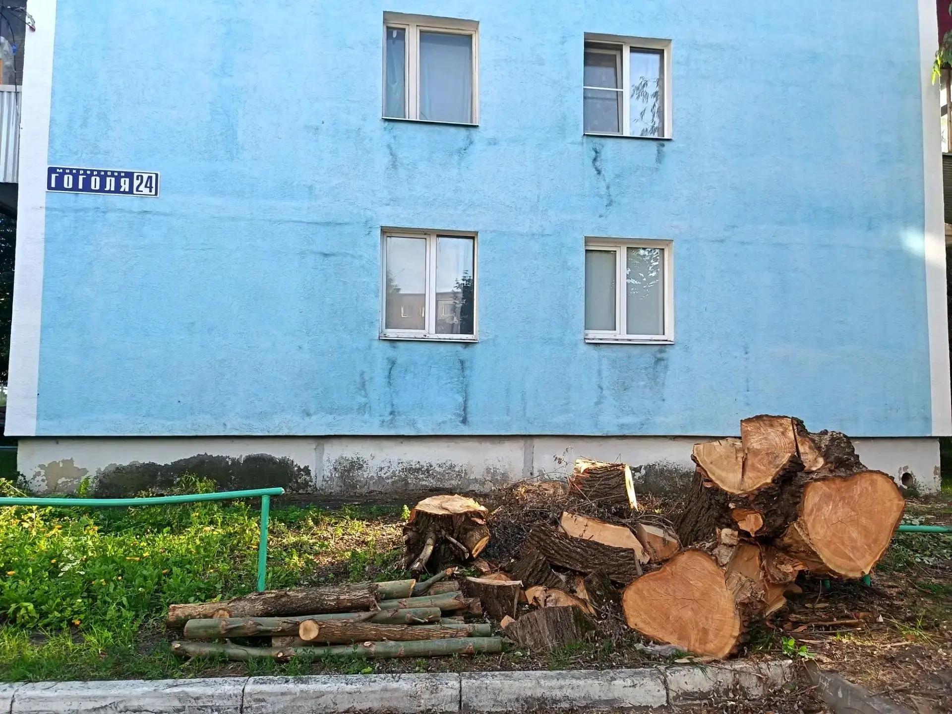 🌳 УК «Иверское» провела вырубку деревьев в м-оне Гоголя