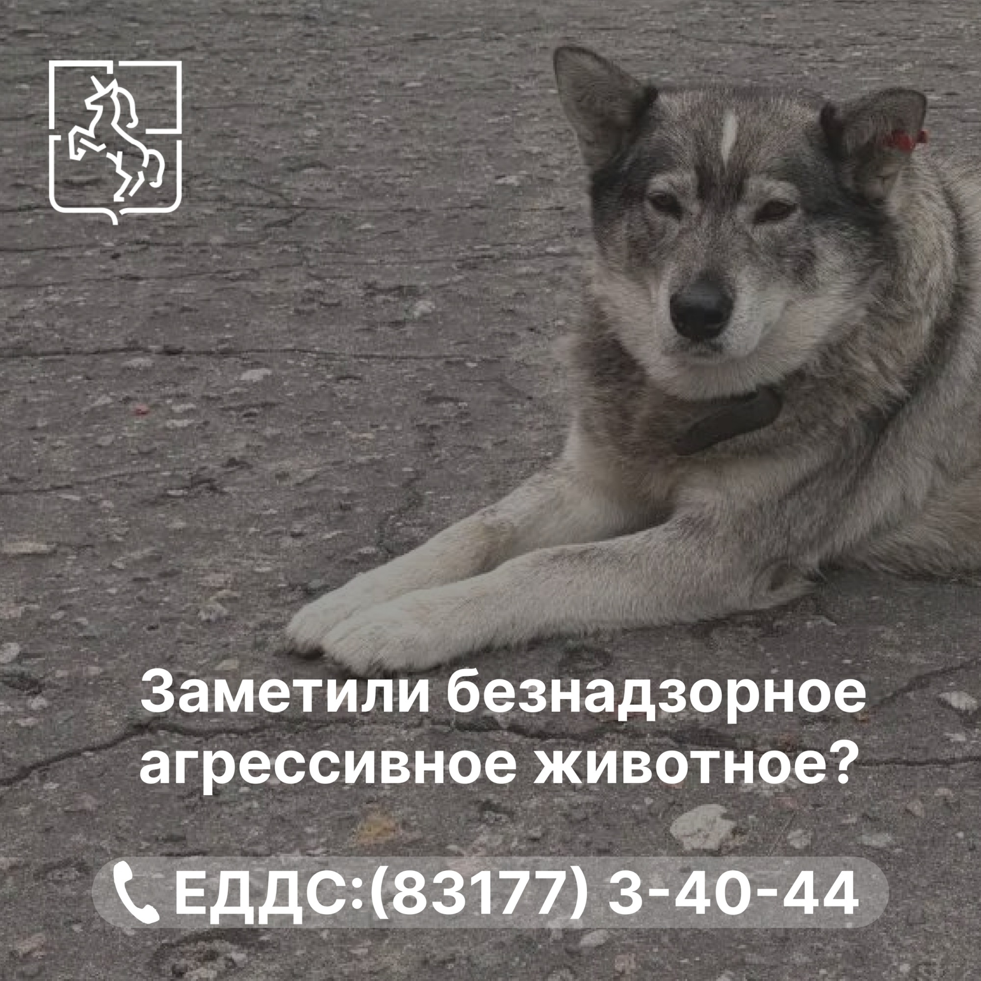 В августе специалисты отловили 15 бездомных собак