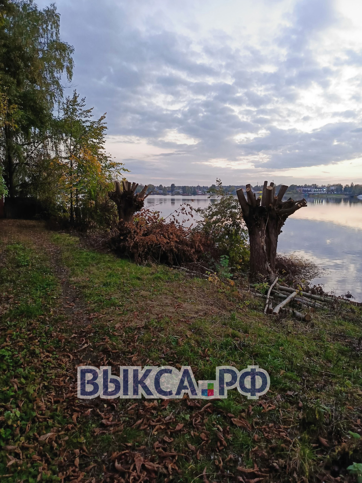 🌳 Почему вырубают деревья у Лодочной станции?
